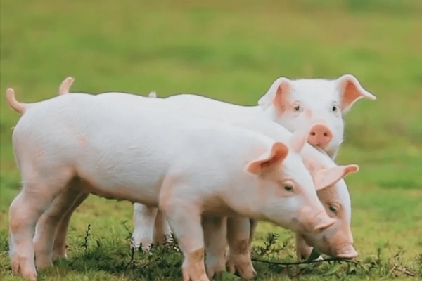 海正动保猪用泰拉菌素注射液获批注册