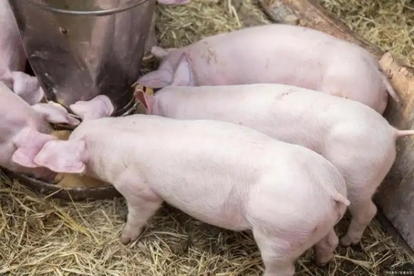 节后“三连涨”，后期猪价怎么走？