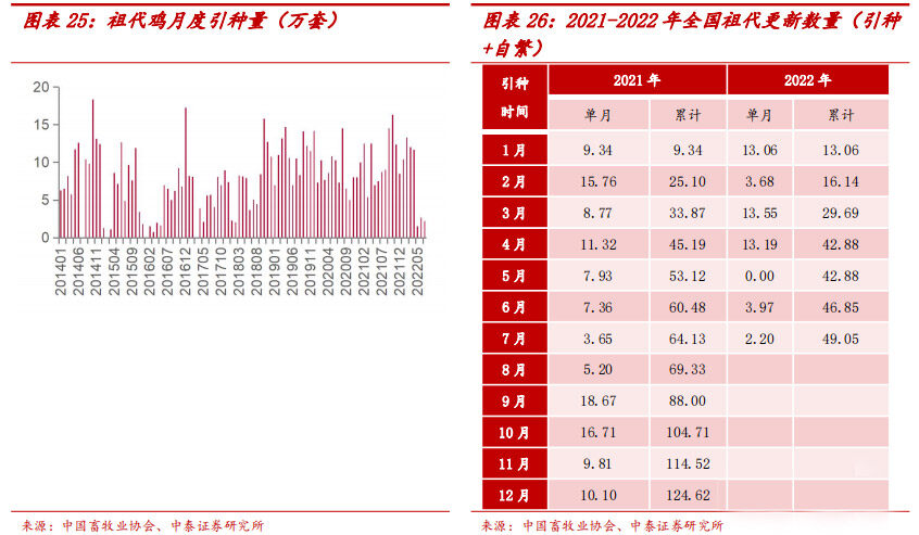 拐点真的来了？圣农、仙坛8月销售收入同比增长3成！白鸡祖代种鸡更新量大降1/4！