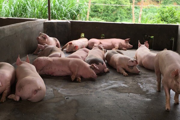 发改委：生猪价格在合理区间，不排除还会有所回落