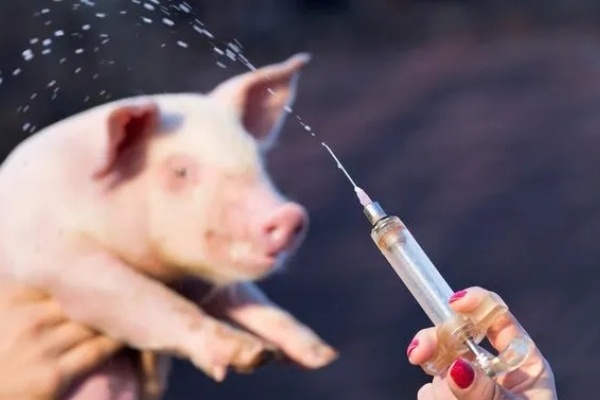 生物股份猪瘟E2蛋白亚单位苗、伪狂犬基因缺失灭活苗等已进入新兽药注册