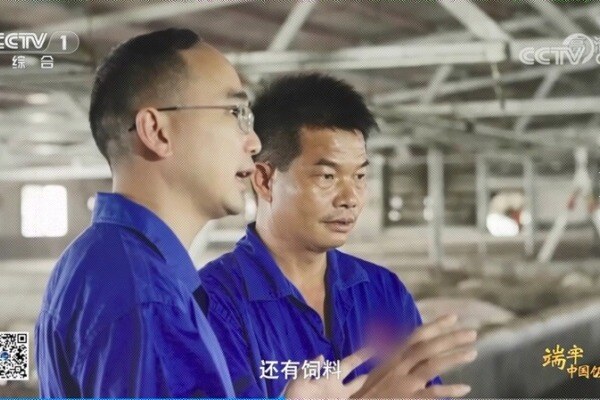 登上CCTV-1大型纪录片，致力黄羽鸡育种30余年！讲述温氏致富故事…