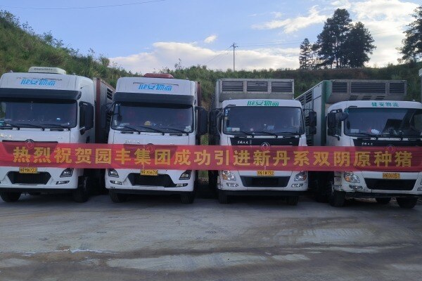 园丰集团“六融核心育种场”投产 首批引进“新丹系双阴”GGP原种猪1000头