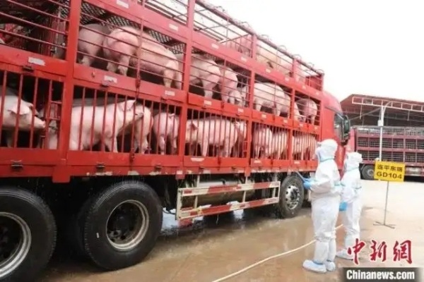 东瑞股份：追加供港活大猪配额26206头