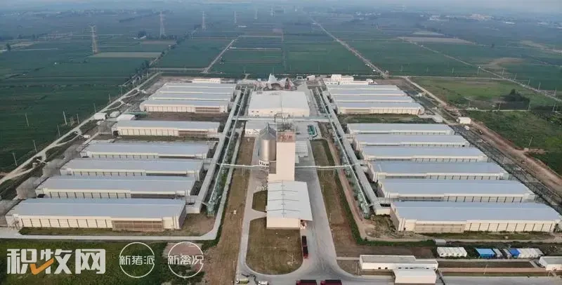 蛋鸡年存栏达360万只！全国规模最大全产业链蛋品项目在山东潍坊竣工投产