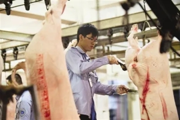 8月广东共屠宰生猪3327358头，平均重量123.78公斤