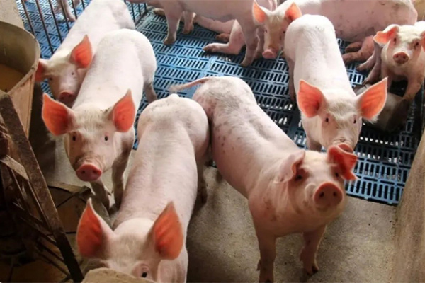 部分省份散户退出率超70%！大猪企：当前市场补栏非常谨慎