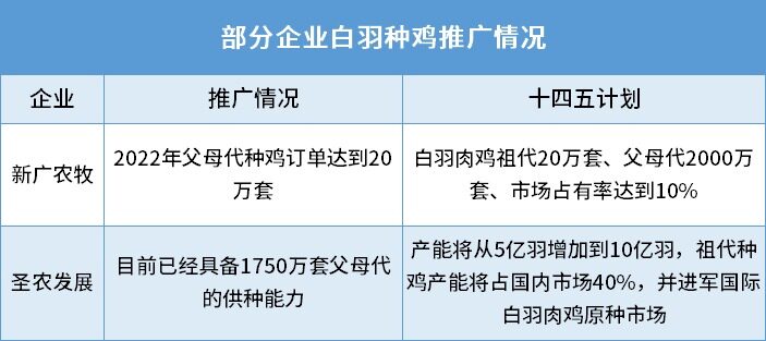 圣农鸡苗供应量逼近20亿只！广明2号订单达20万套，国产白鸡获认可，推广速度超预期