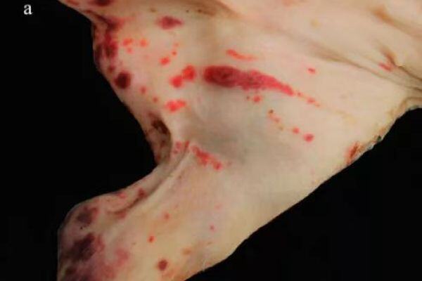 综述：PCV3致病性研究及临床表现的最新研究进展