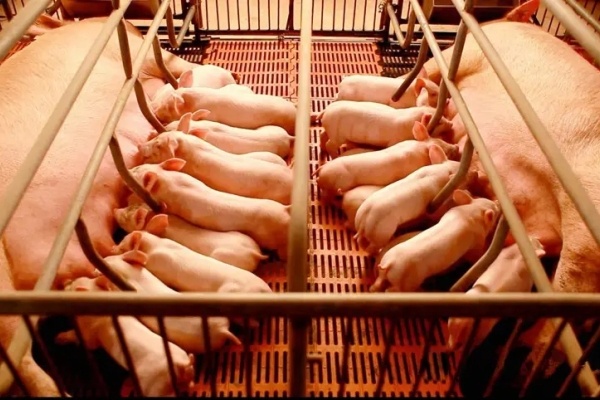 关于猪场关心的猪流行性腹泻问题解答（上）