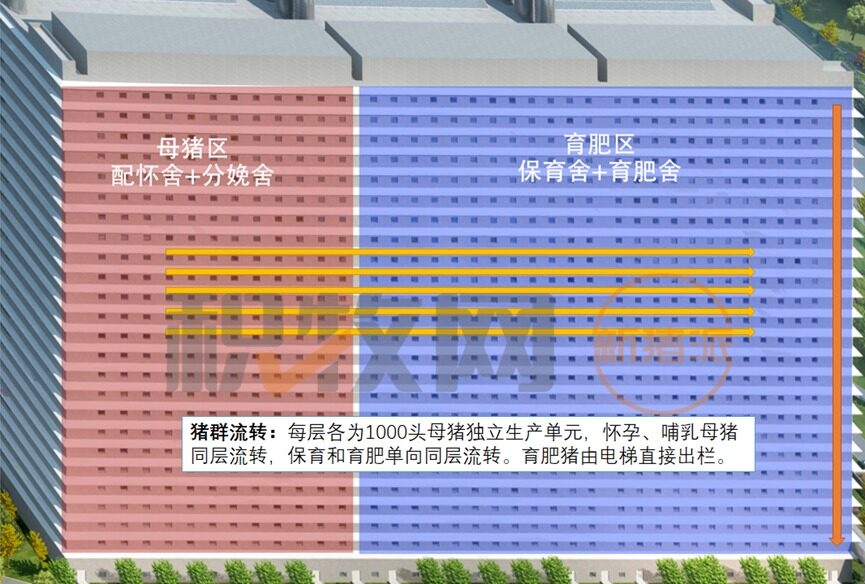 26层全球最高！中新开维年出栏60万头楼房猪场内部大揭秘