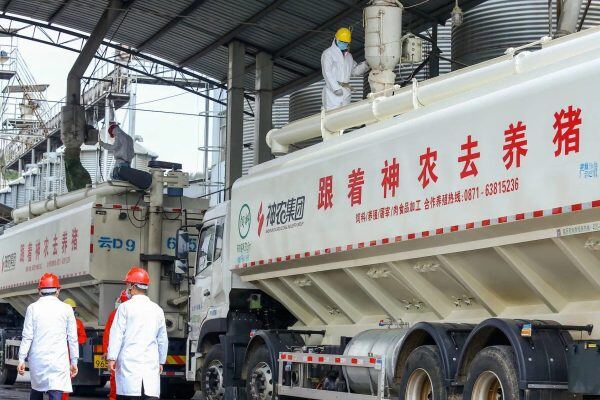 神农集团：上半年完全成本约16元/公斤，25年预计代养比例大于50%