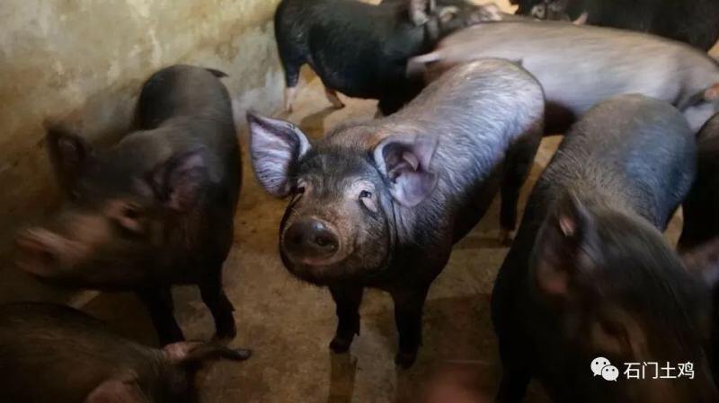 湘佳股份百万头生猪全产业链构建完成！