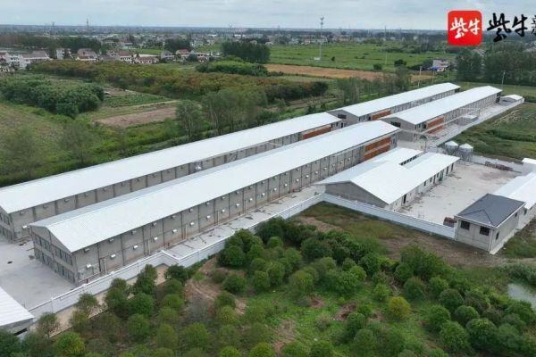 京海禽业：首创白羽鸡“楼房养种鸡”新模式！双层楼房实现产能翻倍，充分发挥土地生产高效能