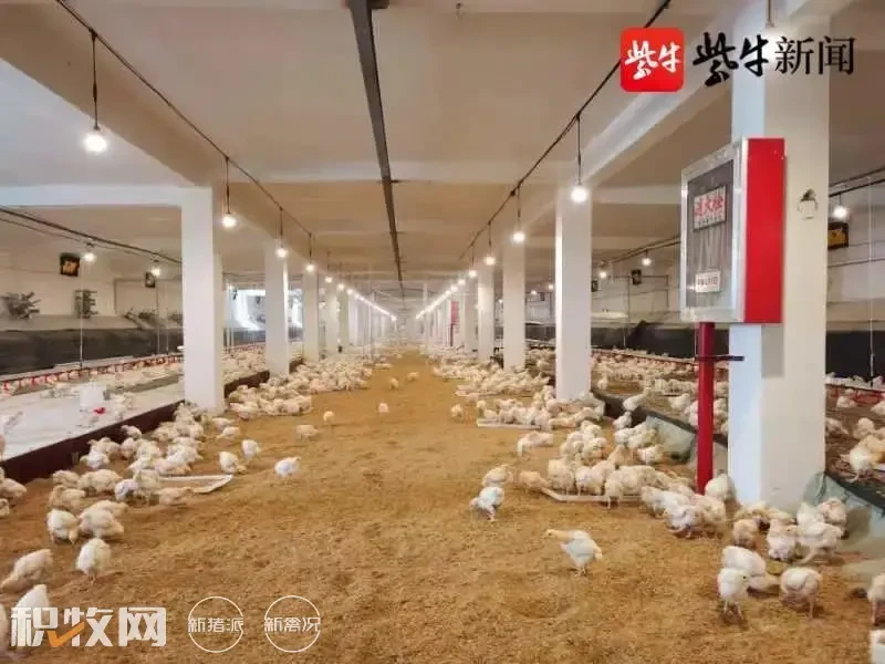 京海禽业：首创白羽鸡“楼房养种鸡”新模式！双层楼房实现产能翻倍，充分发挥土地生产高效能