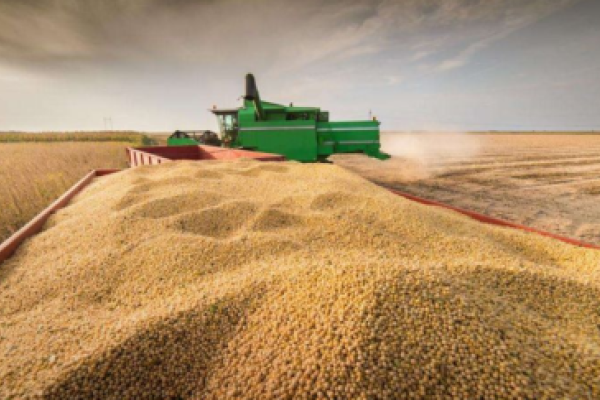 临近上市，玉米局势突然“生变”！对价格会有什么影响？