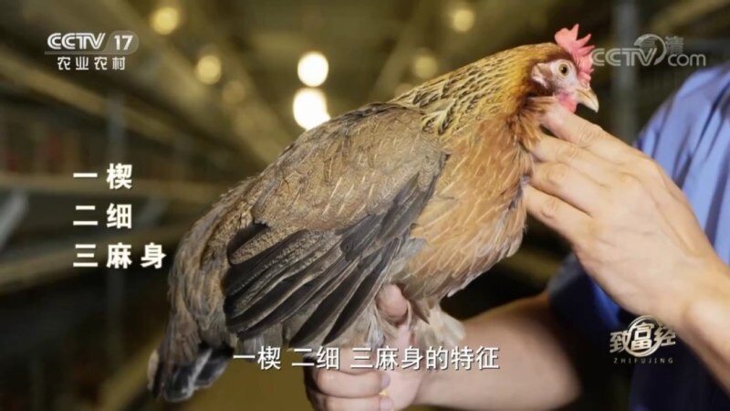 恭喜清远鸡荣登CCTV17农业农村频道《致富经》栏目