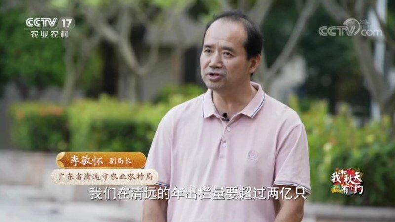 恭喜清远鸡荣登CCTV17农业农村频道《致富经》栏目