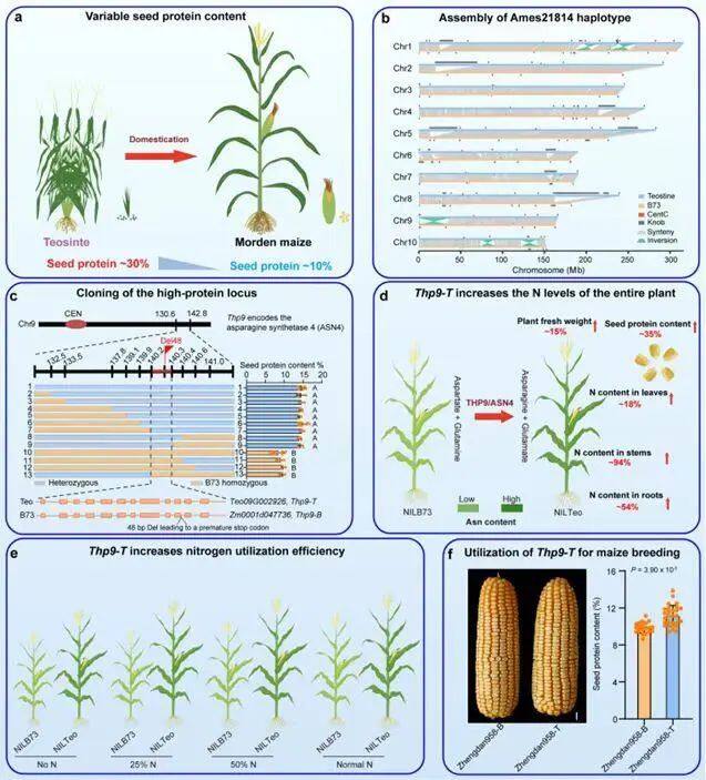 重大突破！我国科学家成功克隆野生玉米高蛋白基因，提升3倍蛋白含量
