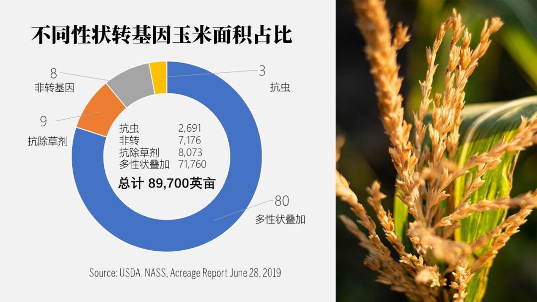 请务必收藏！2022年全世界玉米的大数据