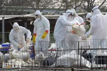 2023年白羽鸡或供不应求？又有三地暴发禽流感疫情