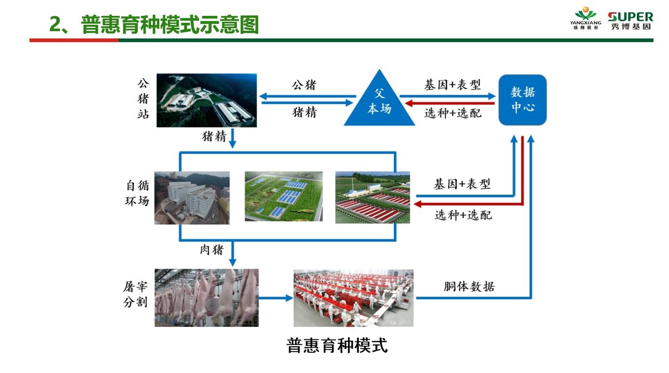 秀博基因李家连：普惠育种模式创新提升育种效率，适用于大部分规模育种|2022新猪派养猪产业峰会