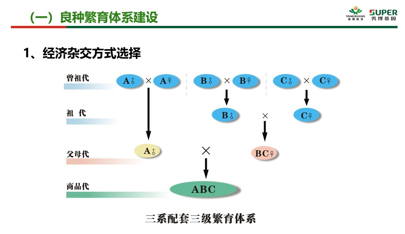 秀博基因李家连：普惠育种模式创新提升育种效率，适用于大部分规模育种|2022新猪派养猪产业峰会