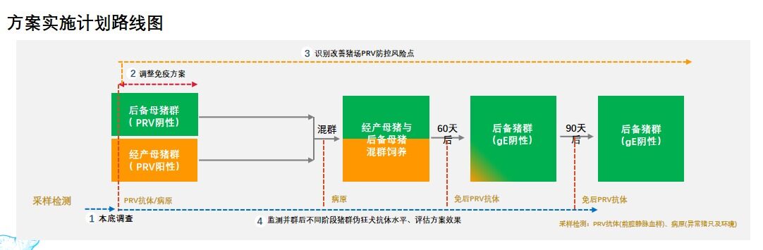 阮坤祥分享伪狂犬净化案例：阴性后备猪混群不转阳，阳性场产阴性后备猪