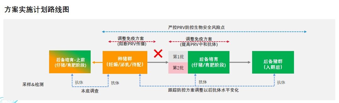 阮坤祥分享伪狂犬净化案例：阴性后备猪混群不转阳，阳性场产阴性后备猪