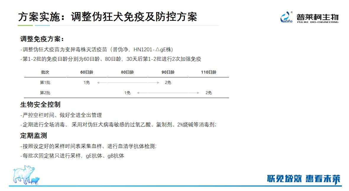 阮坤祥分享伪狂犬净化案例：阴性后备猪混群不转阳，阳性场产阴性后备猪