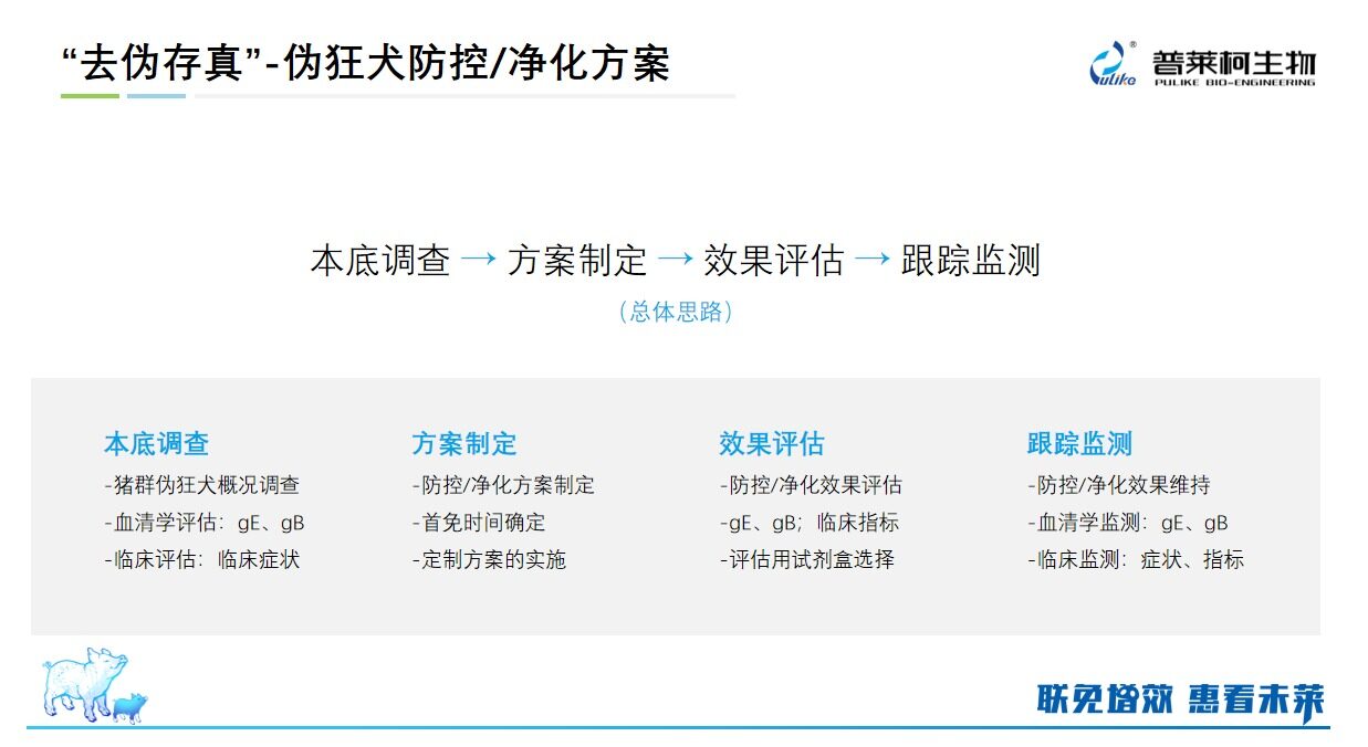 阮坤祥分享伪狂犬净化案例：阴性后备猪混群不转阳，阳性场产阴性后备猪