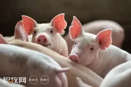 上海兽医研究所等单位：开发出一款有前途的非洲猪瘟备选苗