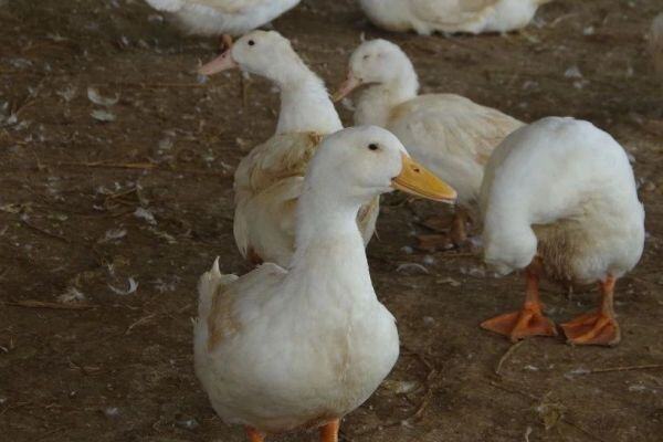 行情大好！鸭苗一只涨5元，益客扩产、华英鸭苗全自养