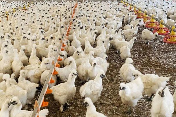 它又“黑”又“土”，居然能火出圈？广州人今年过节少不了它！