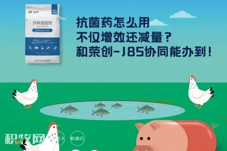 中科荣信【荣创-J85】入围中国猪业抗疫增效技术创新大赛·第二季候选项目