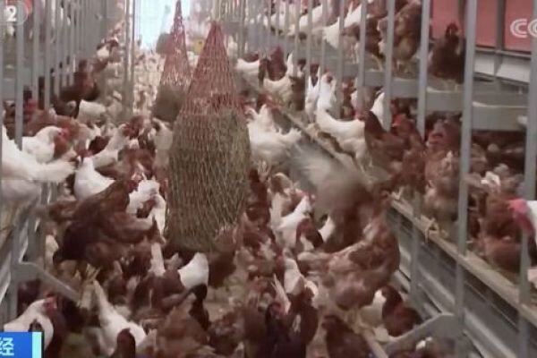全球禽流感严峻，国内白鸡引种短缺加剧，2023年养鸡板块将迎来强势行情？