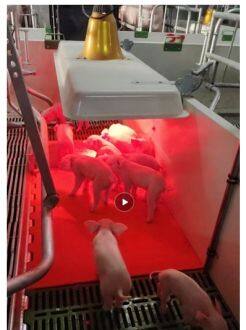 增鑫科技【新型电热板】入围中国猪业抗疫增效技术创新大赛·第二季候选项目