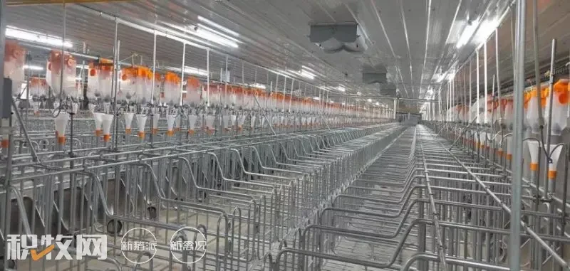 河南傲农5000头母猪场顺利引种投产！
