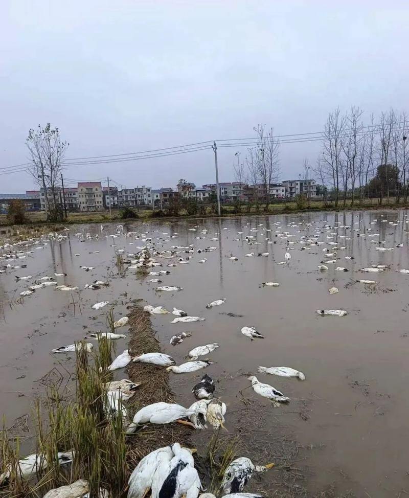 损失十几万元！三名老人养殖4000多只鸭子一夜间死亡，怎么回事？