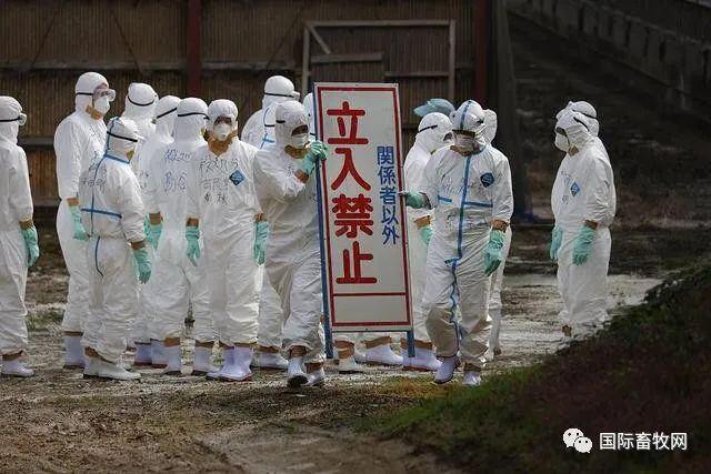 各地区禽流感资讯| 香港暂停进口加拿大地区禽产品、日本已扑杀330万只鸡、韩国将排查全国所有家禽养殖场