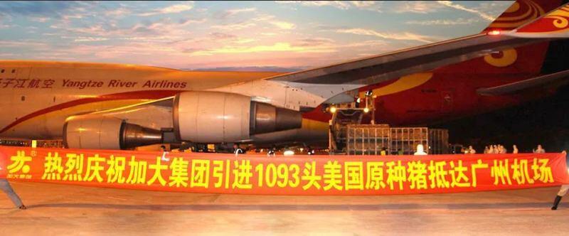 加大与江西农大、南京农大校企合作，共建种猪基因选育平台