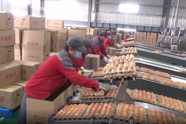 直击天津市最大蛋鸡养殖场！蛋鸡存栏达252万羽，6列8层楼房式鸡舍管理超百万蛋鸡