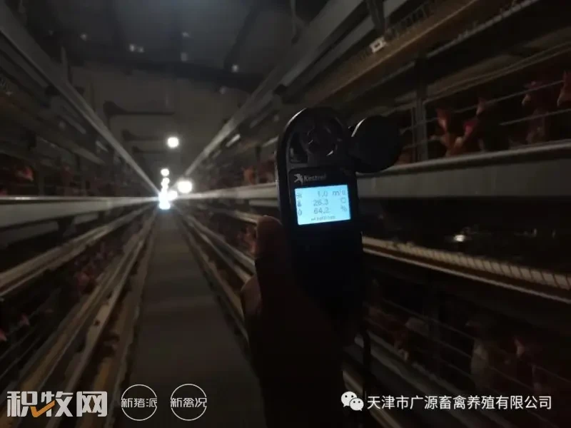 直击天津市最大蛋鸡养殖场！蛋鸡存栏达252万羽，6列8层楼房式鸡舍管理超百万蛋鸡