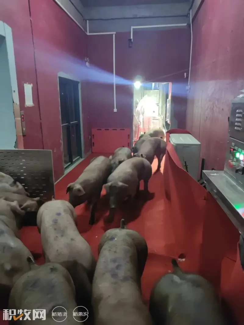 中芯种业杜洛克种公猪入驻中新开维楼房猪场