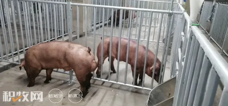 中芯种业杜洛克种公猪入驻中新开维楼房猪场