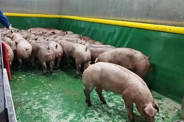 中芯种业杜洛克种公猪入驻中新开维楼房猪场