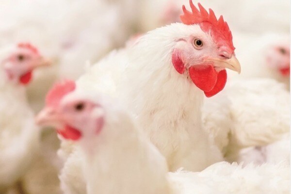 圣农前三季度业绩暴增，净利润预计增长近300%