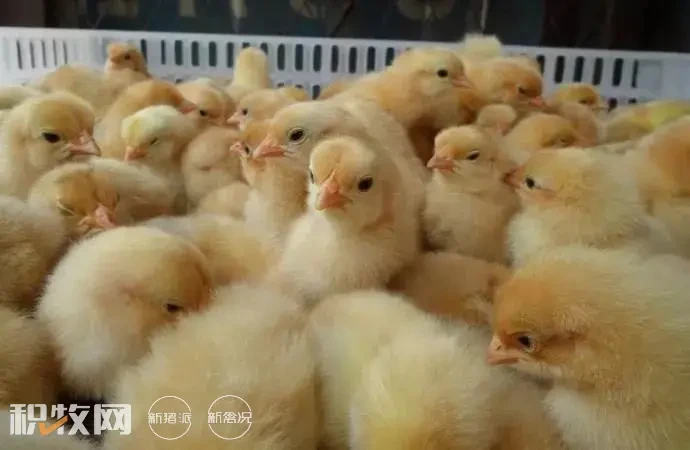 肉鸡雏毛利润达到50%-80% “鸡周期”高景气度或延至明年