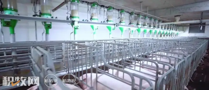大学生一待就是十年,现代猪场的“诱惑”有多大?
