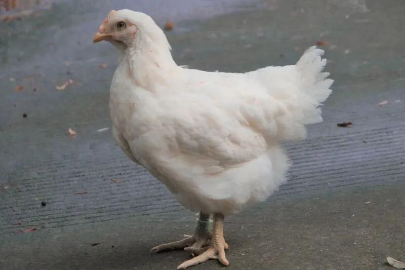 重磅！圣农斥2100万元投资国内最大肉杂鸡屠宰企业